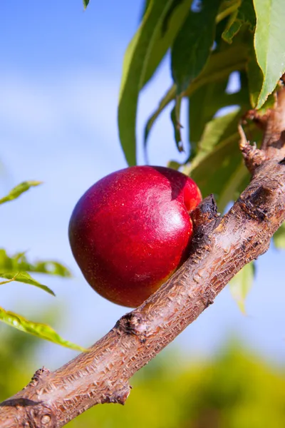 Nectarine fruits on a tree with red color — Stock Photo, Image