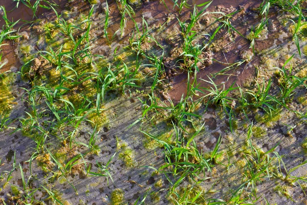 Орошение рисовых полей с ростками подряд — стоковое фото