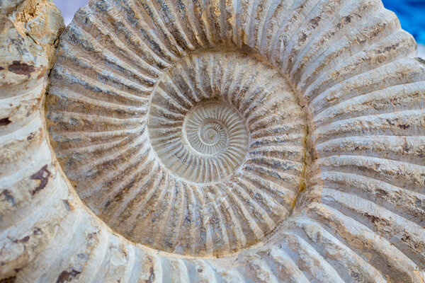 Ancient snail spiral fossil detail