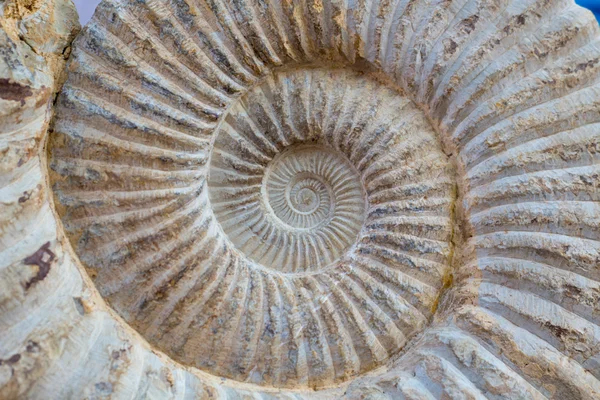 Detalhe fóssil espiral do caracol antigo — Fotografia de Stock