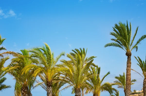 Mediterrane Palmen am blauen Himmel — Stockfoto