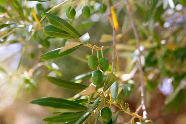 Detalhe de oliveira com azeitonas verdes fruta — Fotografia de Stock