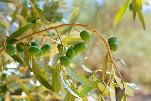 Detalle de olivo con aceitunas verdes — Foto de Stock