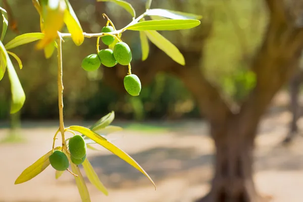 Detalhe de oliveira com azeitonas verdes fruta — Fotografia de Stock