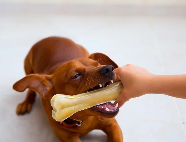 Kahverengi pinscher köpek kemiği ile oynama — Stok fotoğraf