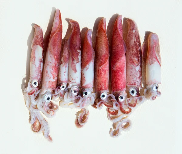 Verse squid loligo vulgaris na vangst — Stockfoto