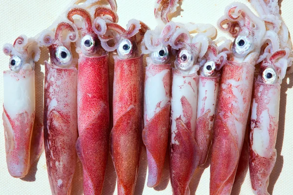 Verse squid loligo vulgaris na vangst — Stockfoto