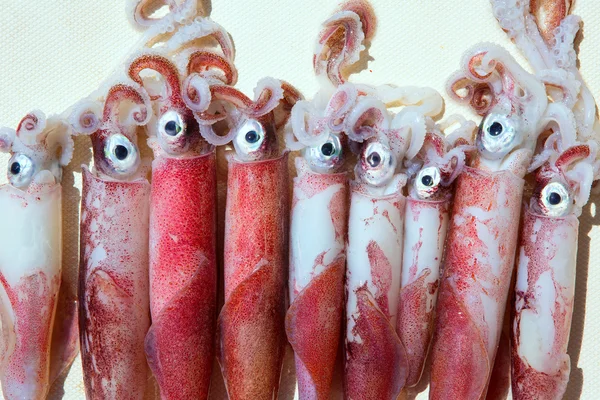 Färsk bläckfisk loligo vulgaris efter fångst — Stockfoto