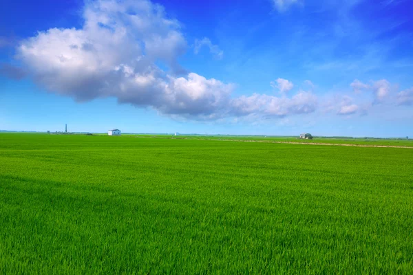 El Saler в Валенсии рисовые поля зеленые meadow — стоковое фото