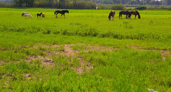 Cavalos no prado de primavera amarelo verde — Fotografia de Stock