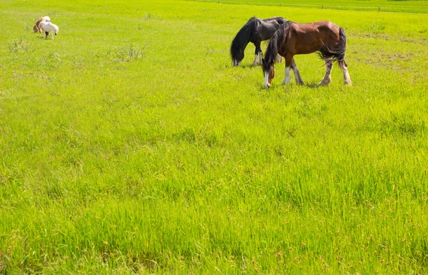 Horses in green yellow spring meadow — Stock Photo, Image