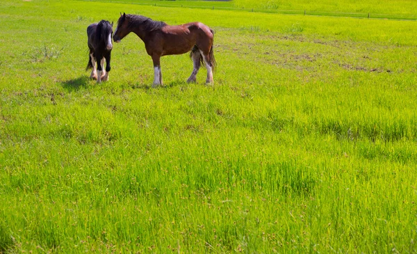 Cavalos no prado de primavera amarelo verde — Fotografia de Stock