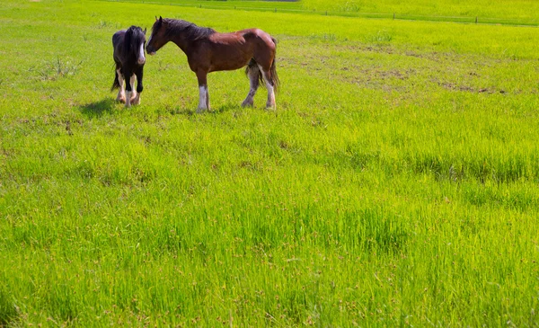 Pferde auf der grünen, gelben Frühlingswiese — Stockfoto