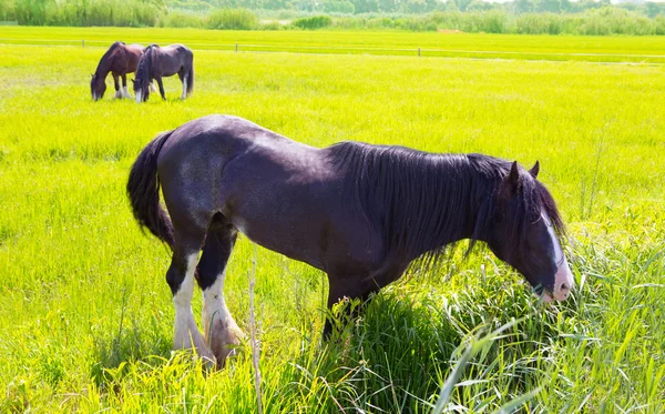 Konie w zielony żółty wiosna łąka — Zdjęcie stockowe