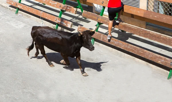 스페인의 거리 축제에서 황소의 실행 — 스톡 사진