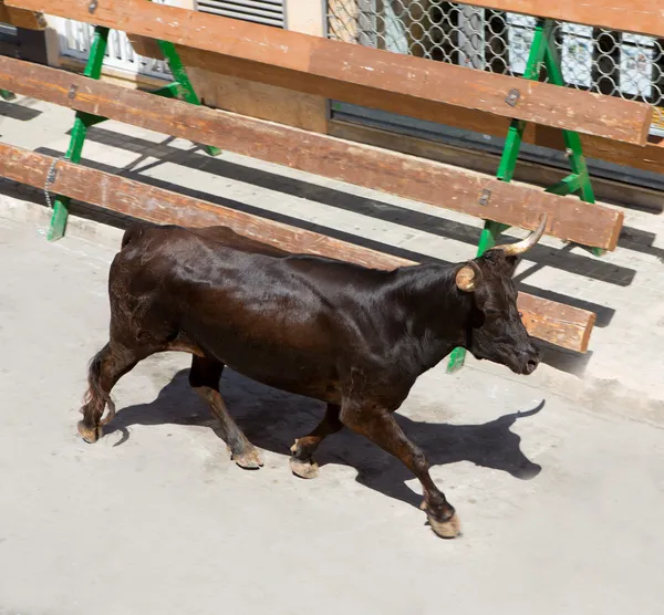 스페인의 거리 축제에서 황소의 실행 — 스톡 사진