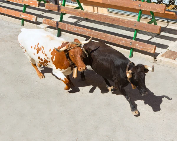 Běh býků v ulici fest ve Španělsku — Stock fotografie