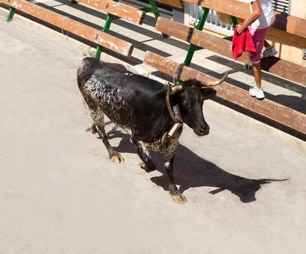 Kör av tjurar på gatan fest i Spanien — Stockfoto
