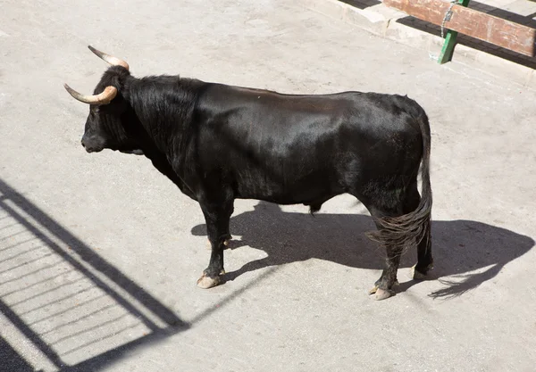 Бег быков на уличном фестивале в Испании — стоковое фото