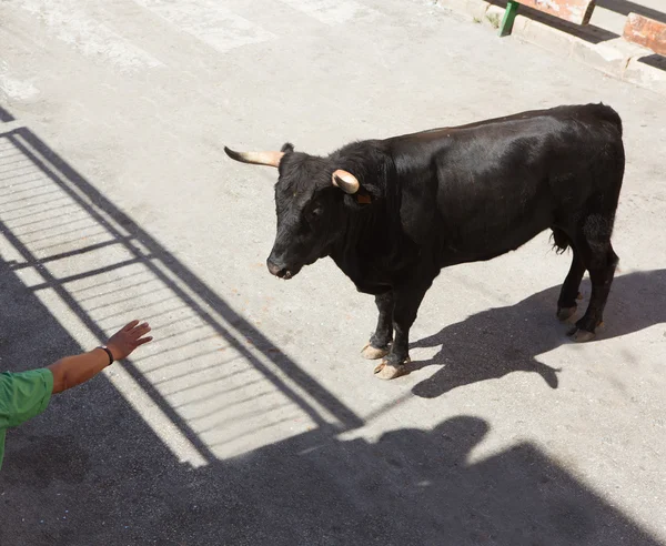 Running of the bulls at street fest in Spain — Stock Photo, Image