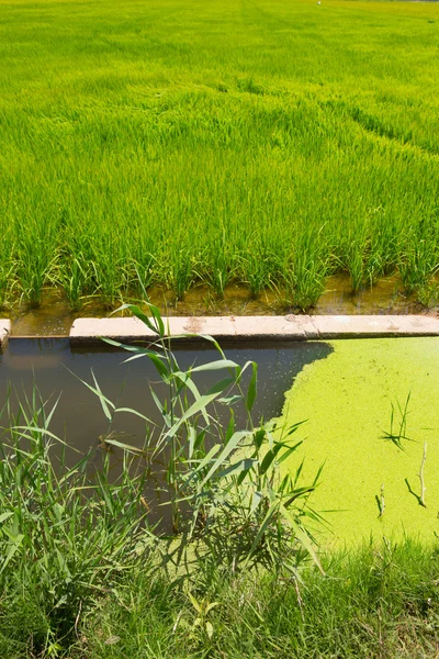 Green rice fields in El Saler Valencia — Stock Photo, Image