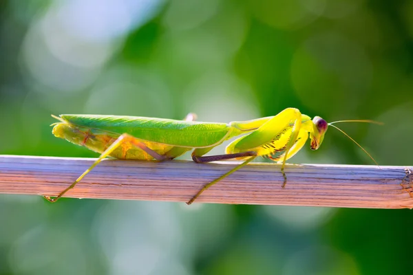 Praying mantis insect closeup macro — Stock Photo, Image