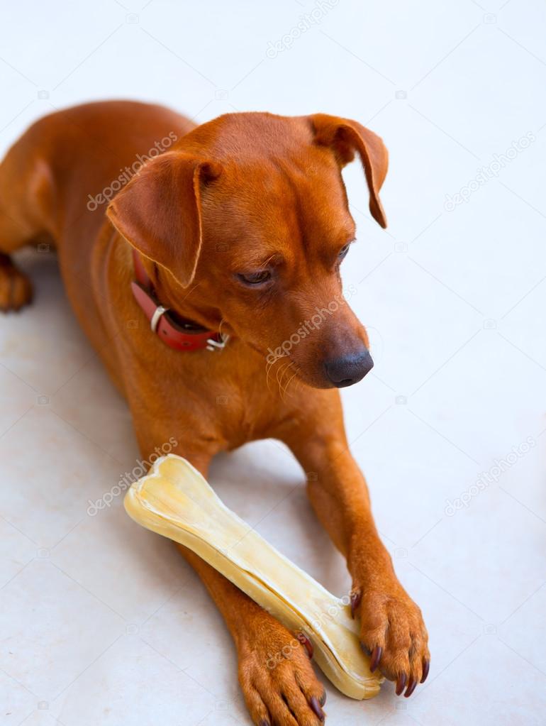 browin mini pinscher dog holding a bone