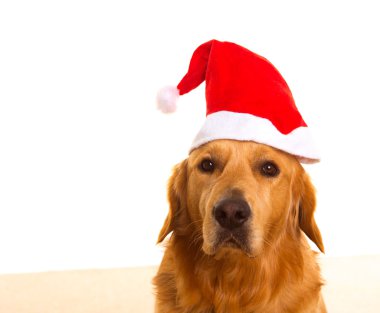 Golden retriever köpek chirstmas santa kırmızı şapka ile