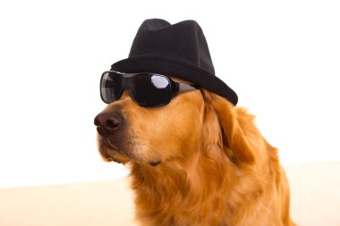 köpeği olarak mafia gangster siyah şapka ve güneş gözlüğü