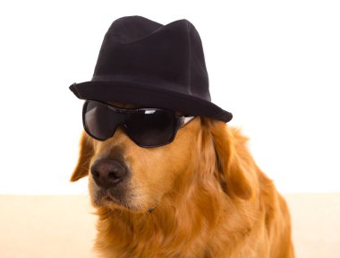 köpeği olarak mafia gangster siyah şapka ve güneş gözlüğü