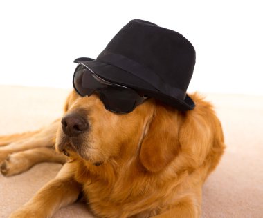 köpeği olarak mafia gangster siyah şapka ve güneş gözlüğü