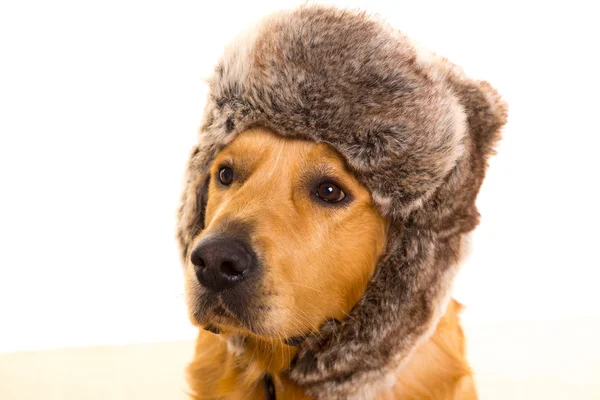 Goden retriever dog with funny winter fur cap — Stock Photo, Image