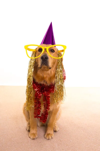 Festa do cão vestido chapéu roxo e óculos — Fotografia de Stock