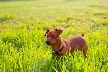 yeşil bir çayırda kahverengi köpek mini pinscher