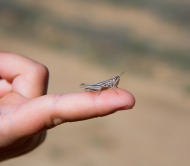 Çocuk el tutarak çekirge böcek makro
