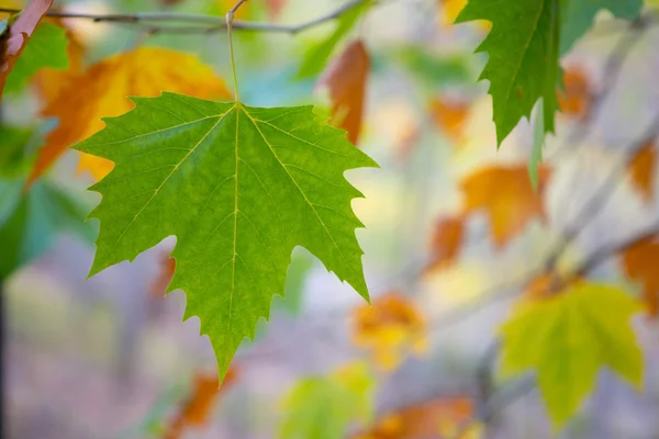 Otoño caída árbol hojas fondo —  Fotos de Stock