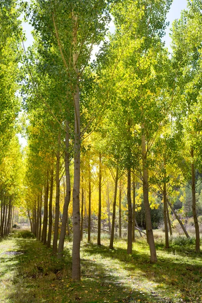 Autumn early fall forest with yellow poplar trees — Stock Photo, Image