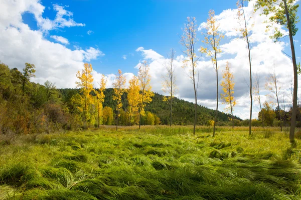 Autumn fall forest with yellow golden poplar trees — Stock Photo, Image