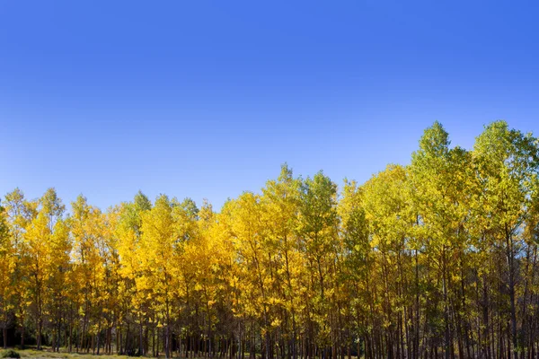 Outono floresta de outono cedo com álamo amarelo árvores — Fotografia de Stock