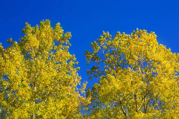 Yellow poplar leaves detain on blue sky