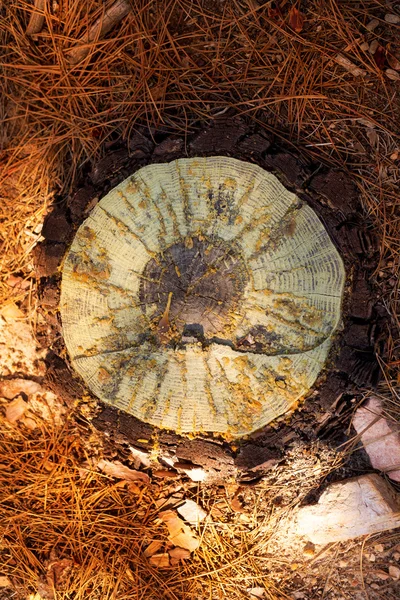 Kesilen çam ağacı bölümü kesilerek detay — Stok fotoğraf