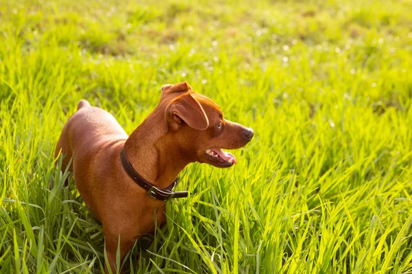Brązowy pies Pinczer mini w zielony łąka — Zdjęcie stockowe
