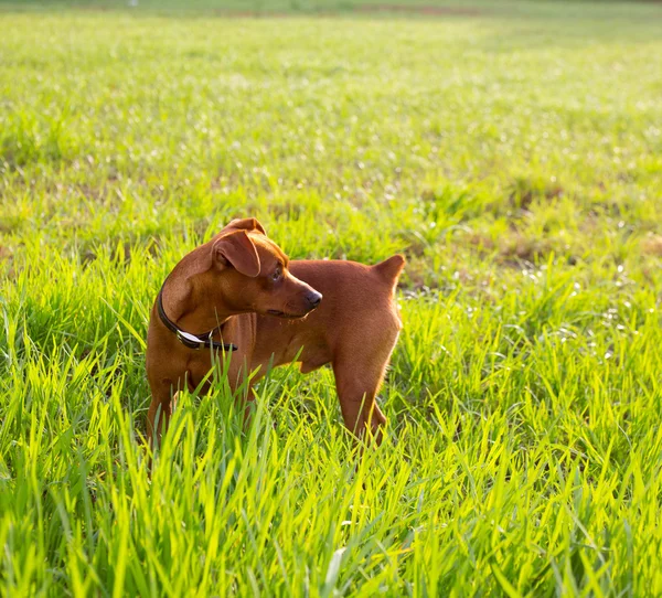Bruine hond mini pinscher in een groene weide — Stockfoto
