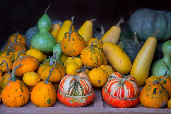 Coleção de abóbora de outono como fundo halloween — Fotografia de Stock