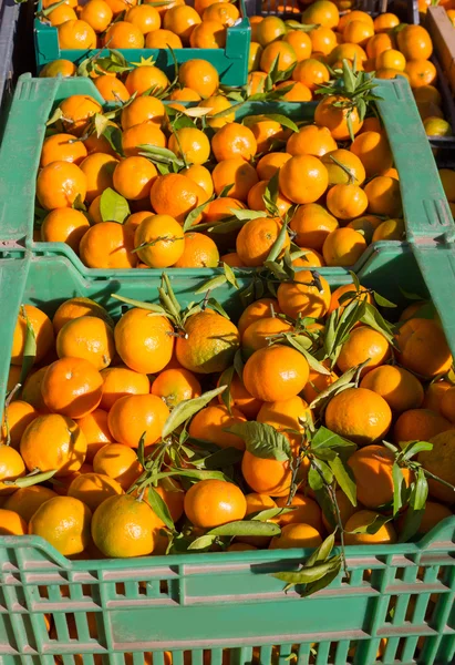 Frutos de mandarina naranja en la cosecha en una fila de cestas —  Fotos de Stock