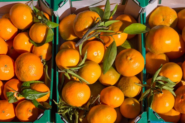 Frutti mandarini arancioni in raccolta in cesti di fila — Foto Stock