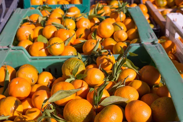 Frutti mandarini arancioni in raccolta in cesti di fila — Foto Stock