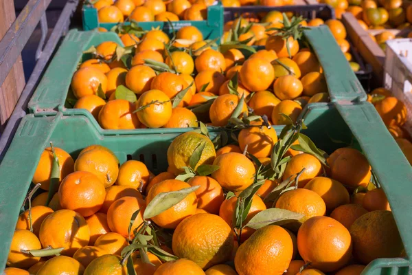 Frutti mandarini arancioni in raccolta in cesti di fila — Foto Stock