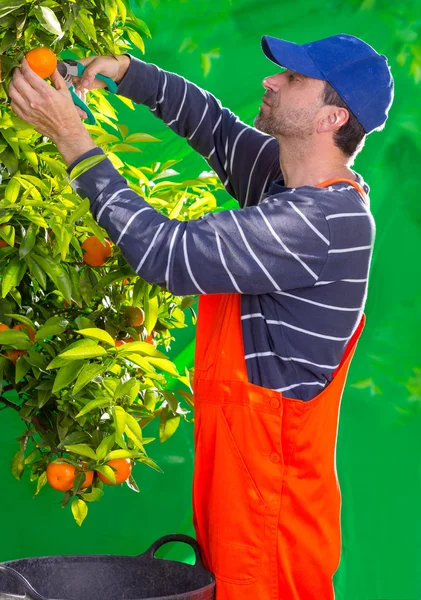 Mandarinka oranžová farmář shromažďování muž — Stock fotografie