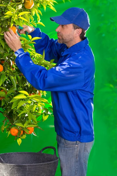 Mandarinka oranžová farmář shromažďování muž — Stock fotografie